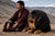 Understanding the Complex Tibetan Mastiff Temperament