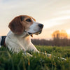 Understanding the Connection: Does Lyme Disease Cause Weight Loss in Dogs?