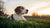 Understanding the Connection: Does Lyme Disease Cause Weight Loss in Dogs?