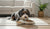 Understanding the Difference Between Puppy and Adult Dog Food: A Vital Guide for New Pet Owners