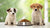 Understanding the Difference Between Puppy and Junior Dog Food