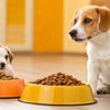 Understanding the Differences: How is Puppy Food Different from Adult Dog Food?