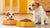 Understanding the Differences: How is Puppy Food Different from Adult Dog Food?