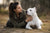 Understanding the Dogo Argentino Temperament