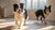 Understanding the Dogo Argentino Temperament: What Every Potential Owner Should Know