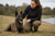 Understanding the Dutch Shepherd Temperament