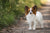 Understanding the Dynamic Papillon Personality Traits