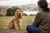 Understanding the English Cocker Spaniel Temperament