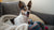 Understanding the English Setter Temperament: What Every Dog Lover Should Know