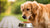 Understanding the Feeding Needs of Golden Retrievers: How Much Dog Food Does a Golden Retriever Eat?