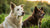 Understanding the Impact of Feeding Adult Dogs Puppy Food: What Happens If I Give My Adult Dog Puppy Food?