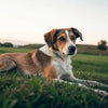 Understanding the Impact of Prednisone: Does Prednisone Cause Weight Gain in Dogs?