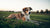 Understanding the Impact of Prednisone: Does Prednisone Cause Weight Gain in Dogs?