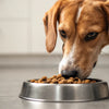 Understanding the Impact of Wet Food on Dog Diarrhea: Does Wet Food Cause Diarrhea in Dogs?