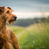 Understanding the Irish Terrier Temperament: A Comprehensive Guide