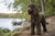 Understanding the Irish Water Spaniel Temperament