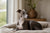 Understanding the Italian Greyhound Temperament