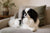 Understanding the Japanese Chin Temperament