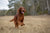 Understanding the Joyful Irish Setter Temperament
