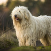 Understanding the Komondor Temperament: A Guide for Prospective Owners