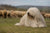 Understanding the Komondor Temperament and Personality