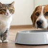 Understanding the Mystery: Why Does My Cat Pee in My Dog's Water Bowl?