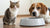 Understanding the Mystery: Why Does My Cat Pee in My Dog's Water Bowl?