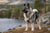 Understanding the Norwegian Elkhound Temperament