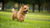 Understanding the Norwich Terrier Temperament: The Perfect Companion for Active Families