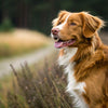 Understanding the Nova Scotia Duck Tolling Retriever Temperament: A Comprehensive Guide