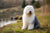 Understanding the Old English Sheepdog Temperament