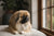 Understanding the Pekingese Temperament: A Comprehensive Guide