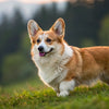 Understanding the Pembroke Welsh Corgi Temperament: A Comprehensive Guide for Dog Lovers