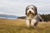 Understanding the Playful Bearded Collie Temperament