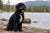 Understanding the Portuguese Water Dog Temperament