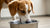 Understanding the Quirky Behavior: Why Do Dogs Pee in Their Water Bowl?-140791120111