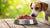 Understanding the Raw Dog Food Diet: Is It Right for Your Canine Companion?