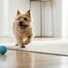 Understanding the Raw Food Diet for Dogs: Pros and Cons