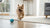 Understanding the Raw Food Diet for Dogs: Pros and Cons