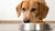 Understanding the Reasons Why Isn’t My Dog Eating Her Dry Food?