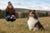 Understanding the Shetland Sheepdog Temperament