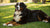 Understanding the Size of Your Bernese Mountain Dog: How Much Does a Bernese Mountain Dog Weigh?