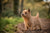 Understanding the Spirited Norwich Terrier Temperament