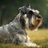 Understanding the Standard Schnauzer Temperament: A Comprehensive Guide for Pet Owners