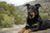 Understanding the Unique Beauceron Personality Traits
