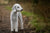 Understanding the Unique Bedlington Terrier Temperament