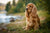 Understanding the Unique Cocker Spaniel Personality Traits