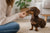 Understanding the Unique Dachshund Temperament