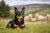 Understanding the Unique Lancashire Heeler Temperament