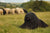 Understanding the Unique Puli Temperament